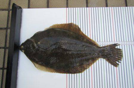 オリジナルメーカー海づり公園(市原市海づり…