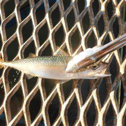 オリジナルメーカー海づり公園(市原市海づり施設) 釣果