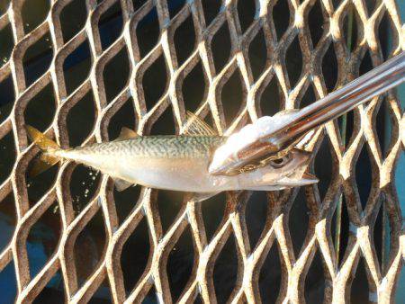 オリジナルメーカー海づり公園(市原市海づり施設) 釣果