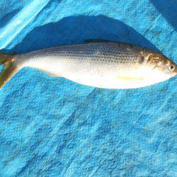 オリジナルメーカー海づり公園(市原市海づり施設) 釣果