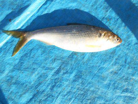 オリジナルメーカー海づり公園(市原市海づり施設) 釣果