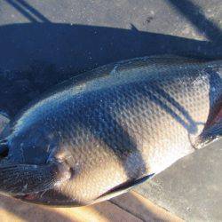 オリジナルメーカー海づり公園(市原市海づり施設) 釣果
