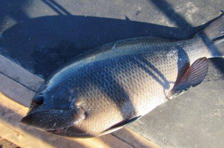 オリジナルメーカー海づり公園(市原市海づり…