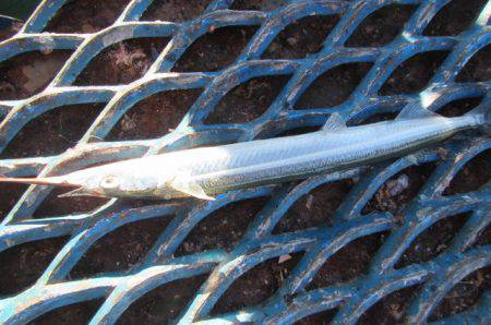 オリジナルメーカー海づり公園(市原市海づり施設) 釣果