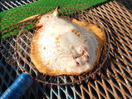 オリジナルメーカー海づり公園(市原市海づり施設) 釣果