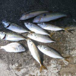 大阪南港海つり公園 釣果