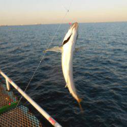 オリジナルメーカー海づり公園(市原市海づり施設) 釣果