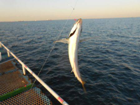 オリジナルメーカー海づり公園(市原市海づり施設) 釣果
