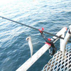 オリジナルメーカー海づり公園(市原市海づり施設) 釣果