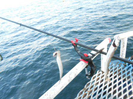 オリジナルメーカー海づり公園(市原市海づり施設) 釣果