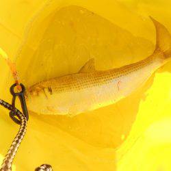 オリジナルメーカー海づり公園(市原市海づり施設) 釣果