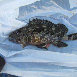 オリジナルメーカー海づり公園(市原市海づり施設) 釣果