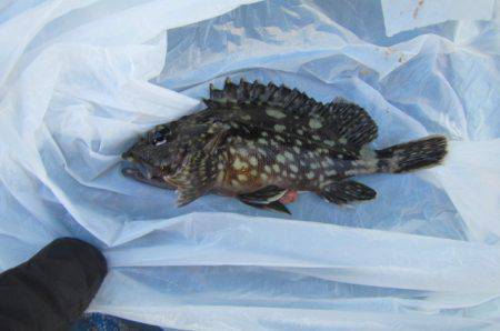 オリジナルメーカー海づり公園(市原市海づり施設) 釣果