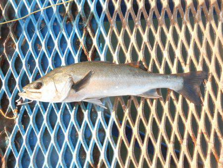 オリジナルメーカー海づり公園(市原市海づり施設) 釣果