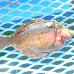 オリジナルメーカー海づり公園(市原市海づり施設) 釣果