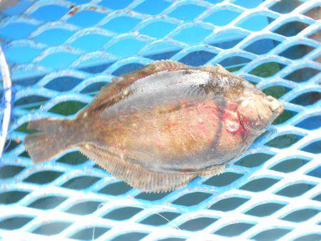 オリジナルメーカー海づり公園(市原市海づり…