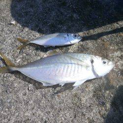 大阪南港海つり公園 釣果