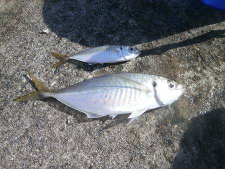 大阪南港海つり公園 釣果