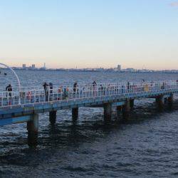 オリジナルメーカー海づり公園(市原市海づり施設) 釣果