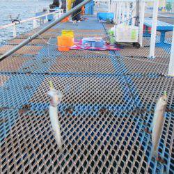 オリジナルメーカー海づり公園(市原市海づり施設) 釣果