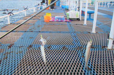 オリジナルメーカー海づり公園(市原市海づり施設) 釣果