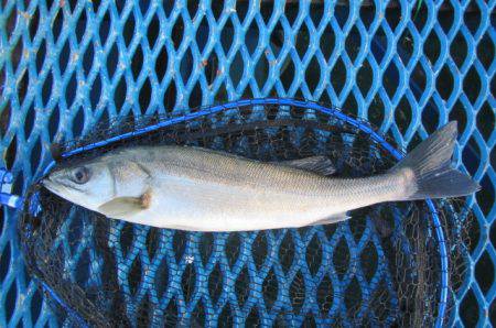 オリジナルメーカー海づり公園(市原市海づり施設) 釣果