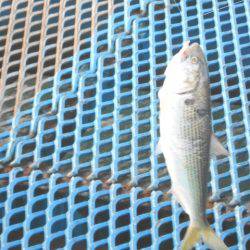 オリジナルメーカー海づり公園(市原市海づり施設) 釣果