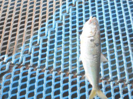 オリジナルメーカー海づり公園(市原市海づり施設) 釣果