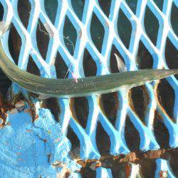 オリジナルメーカー海づり公園(市原市海づり施設) 釣果