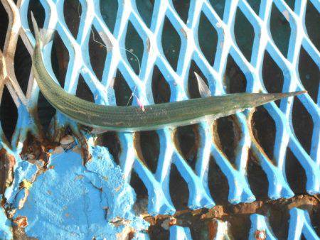 オリジナルメーカー海づり公園(市原市海づり施設) 釣果