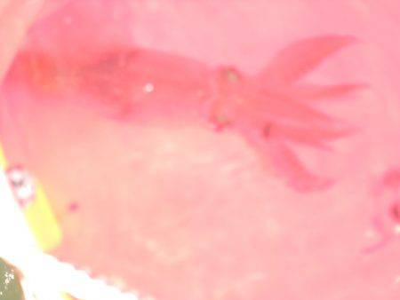 オリジナルメーカー海づり公園(市原市海づり施設) 釣果