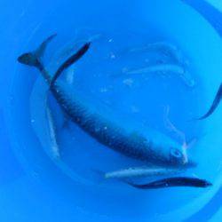 オリジナルメーカー海づり公園(市原市海づり施設) 釣果