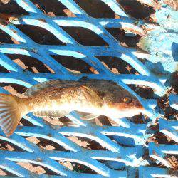 オリジナルメーカー海づり公園(市原市海づり施設) 釣果