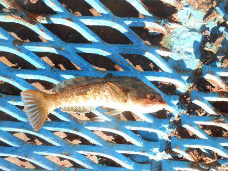 オリジナルメーカー海づり公園(市原市海づり施設) 釣果