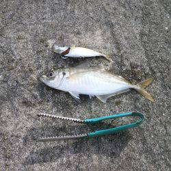 大阪南港海つり公園 釣果