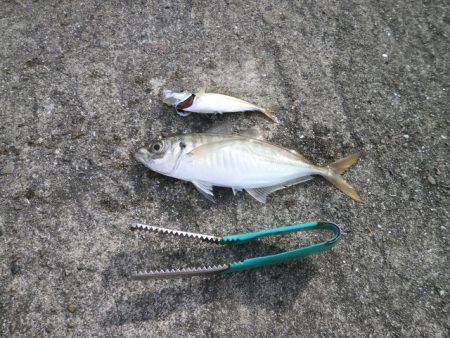 大阪南港海つり公園 釣果