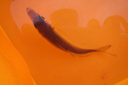 オリジナルメーカー海づり公園(市原市海づり施設) 釣果