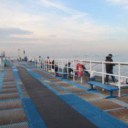 オリジナルメーカー海づり公園(市原市海づり施設) 釣果