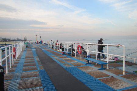 オリジナルメーカー海づり公園(市原市海づり施設) 釣果