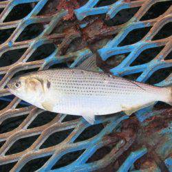 オリジナルメーカー海づり公園(市原市海づり施設) 釣果