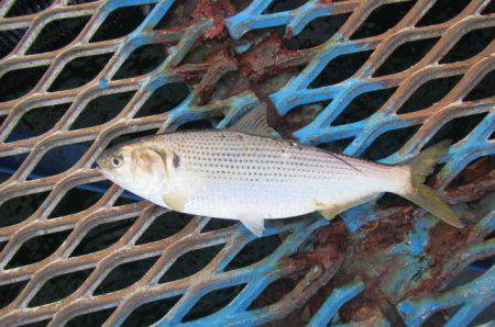 オリジナルメーカー海づり公園(市原市海づり施設) 釣果