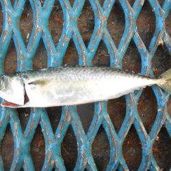オリジナルメーカー海づり公園(市原市海づり施設) 釣果