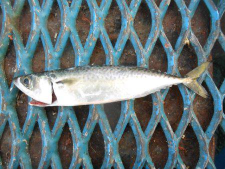 オリジナルメーカー海づり公園(市原市海づり施設) 釣果