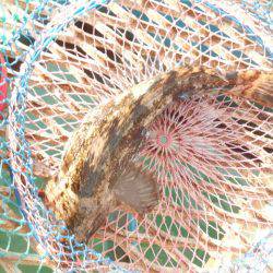 オリジナルメーカー海づり公園(市原市海づり施設) 釣果