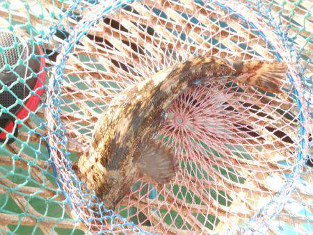 オリジナルメーカー海づり公園(市原市海づり施設) 釣果