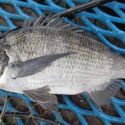 オリジナルメーカー海づり公園(市原市海づり施設) 釣果
