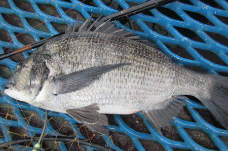 オリジナルメーカー海づり公園(市原市海づり施設) 釣果