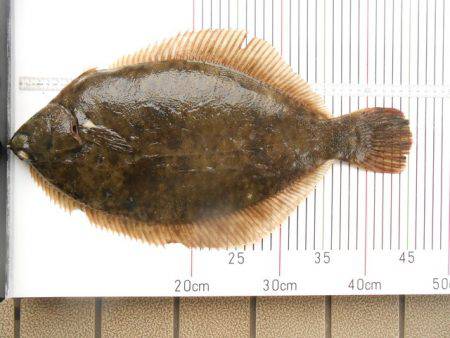 オリジナルメーカー海づり公園(市原市海づり…