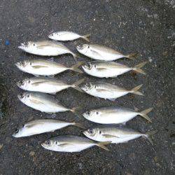 大阪南港海つり公園 釣果