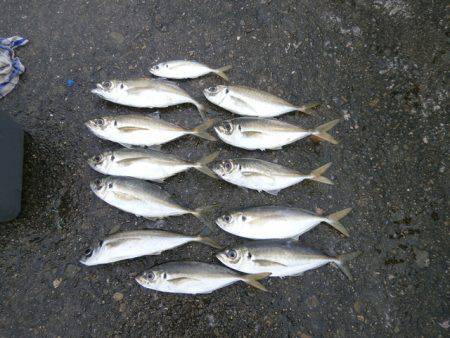大阪南港海つり公園 釣果
